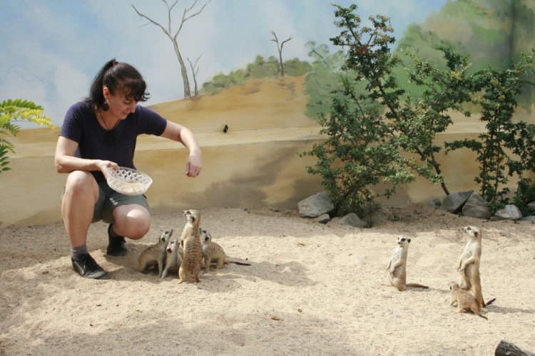 Doplatek - víkendový termín - Druh zážitku: Krmení surikat