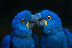 Den chovatelem na zimovišti