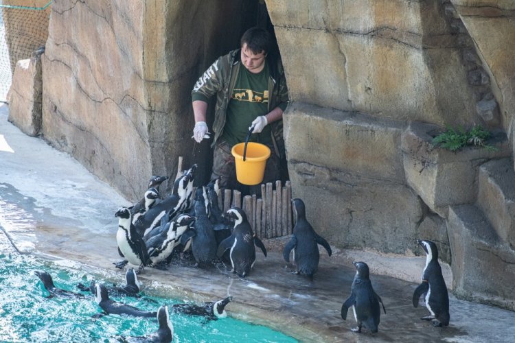 Den chovatelem tučňáků a tuleňů