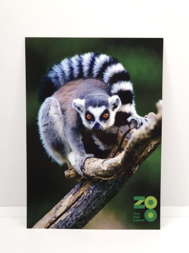 Pohled - Motiv: lemur kata
