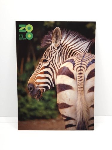 Pohled - Motiv: zebra Hartmannové