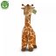 Žirafa velká